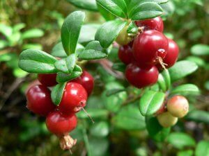 lingonberries