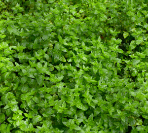 river mint