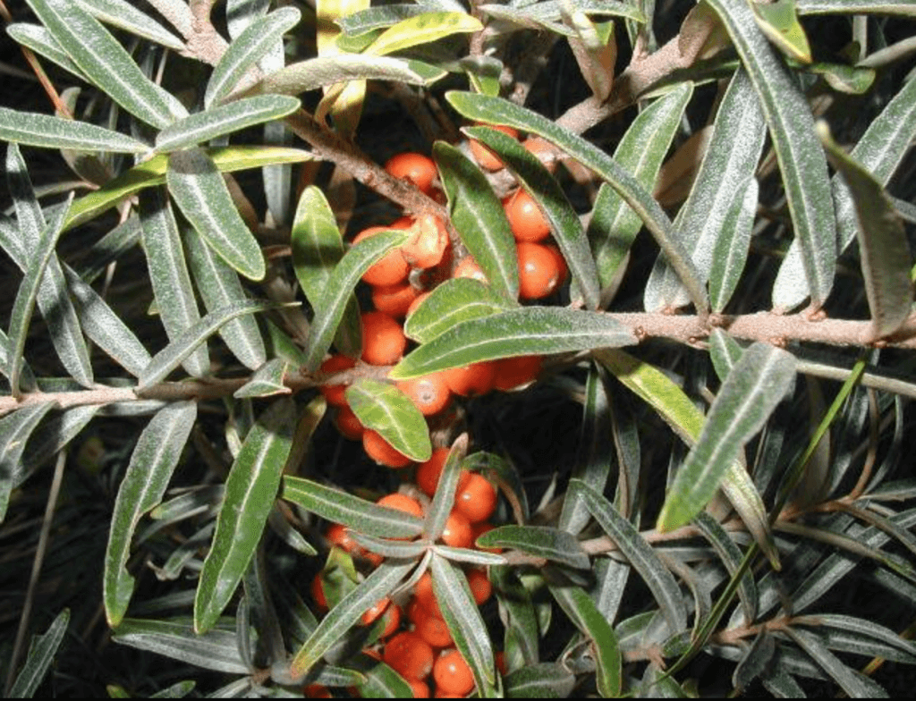 Napue and Koskue Gins